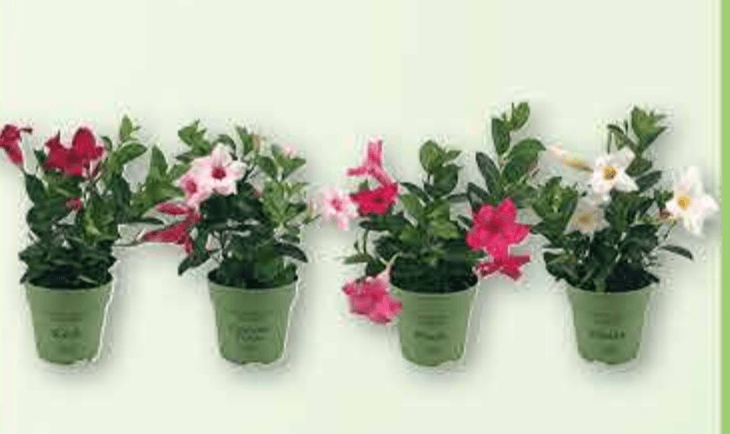 Mandevilla 1 komad - Akcija u trgovini Plodine