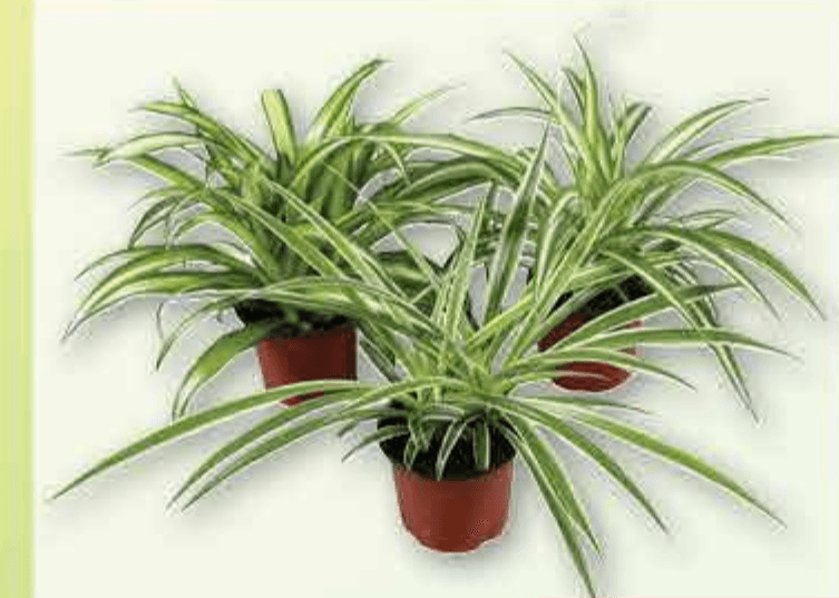 Zeleni ljiljan 1 komad - Akcija u trgovini Plodine