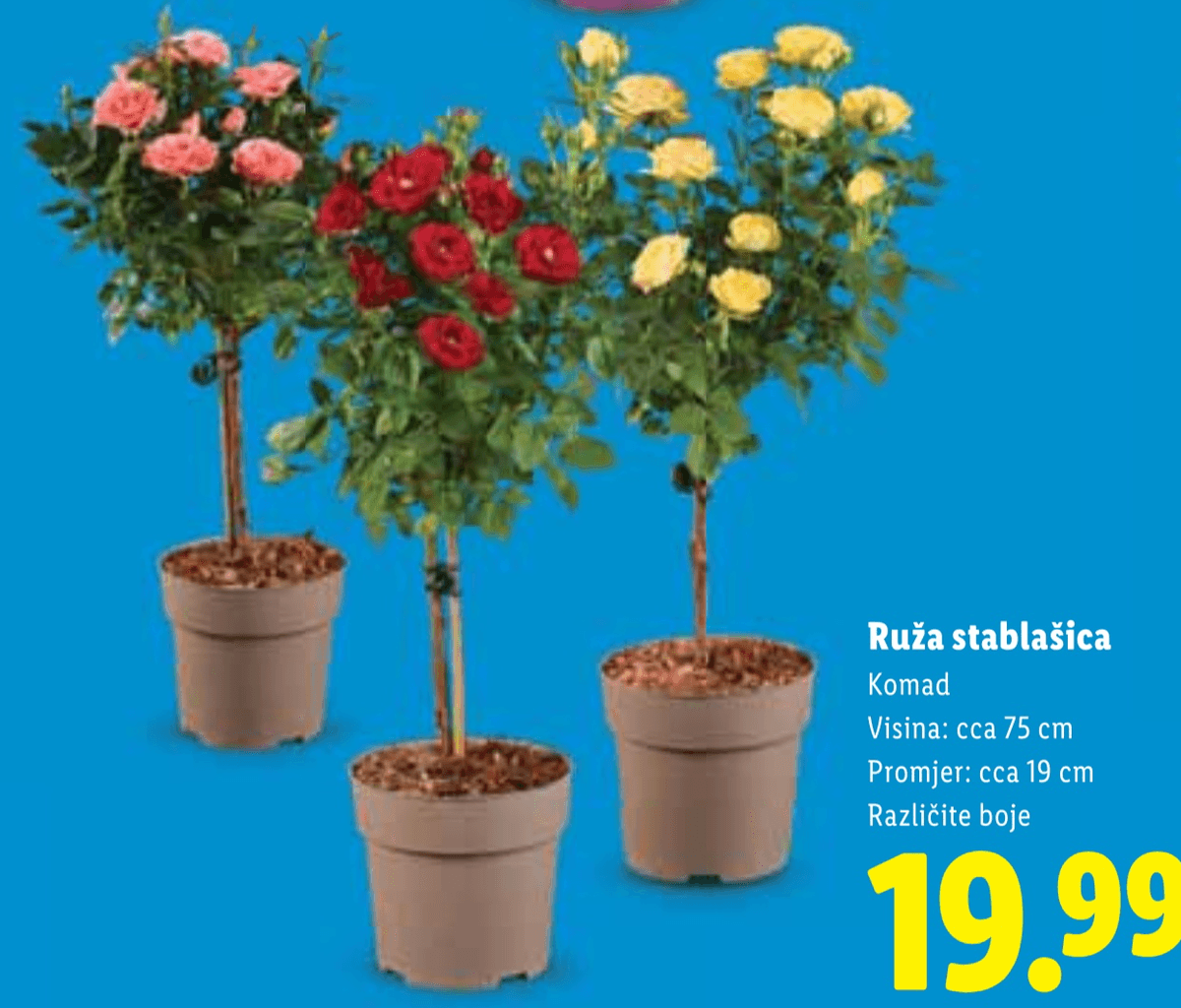 Ruža stablašica - Akcija u trgovini Lidl