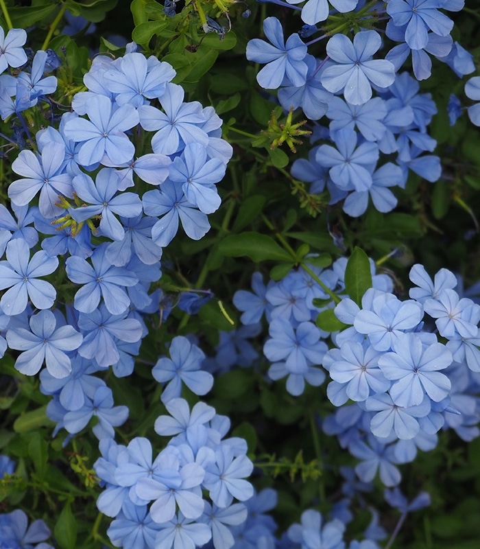 Plumbago 10 - Akcija u trgovini Vinkoprom