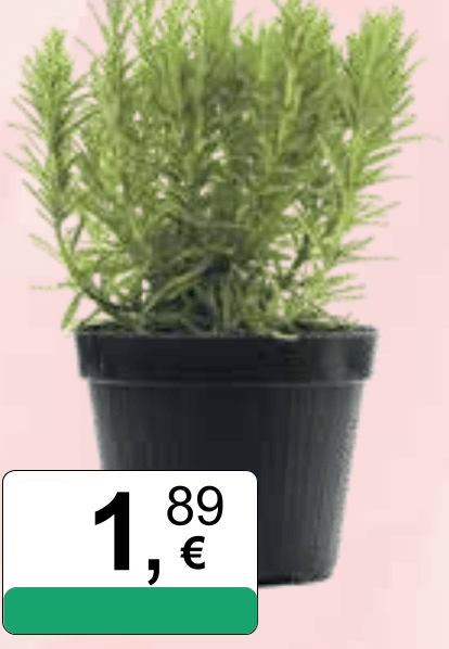 Ružmarin - Akcija u trgovini KTC