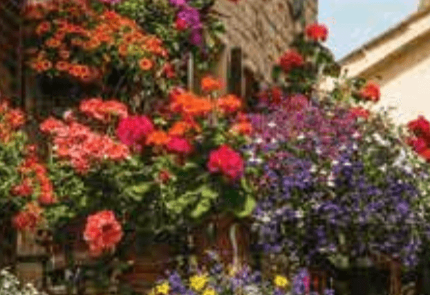 Balkonsko cvijeće mix lončanica Ø 10 cm, visina 15 cm - Akcija u trgovini Plodine