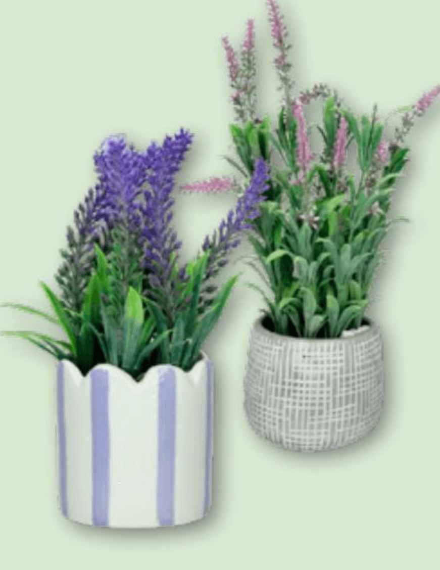 Lavanda u keramičkoj teglici 1 kom - Akcija u trgovini Spar