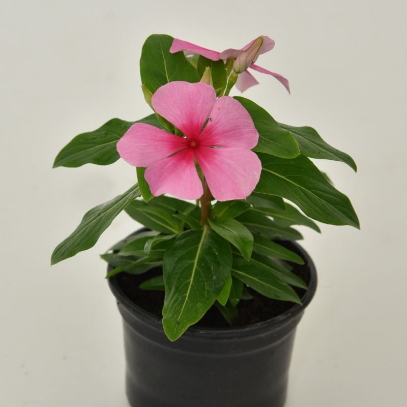 Vinka (Catharanthus roseus) T9 - Akcija u trgovini Bauhaus