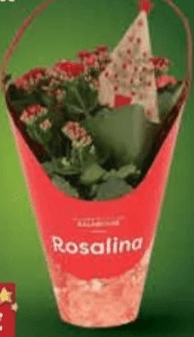 Cvijet Kalanchoe 1 kom Rosalina - Akcija u trgovini NTL