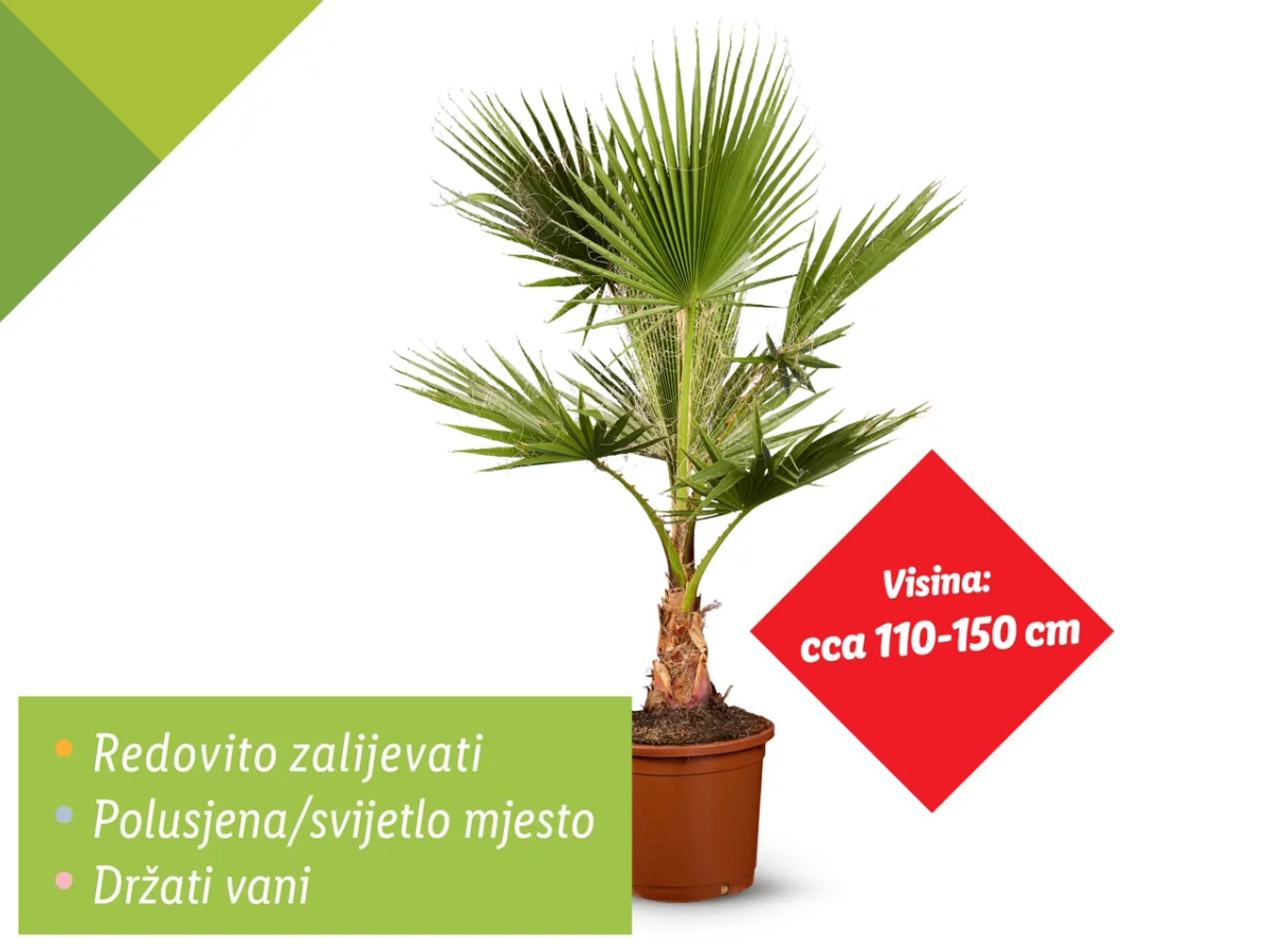 Palma mix - Akcija u trgovini Lidl