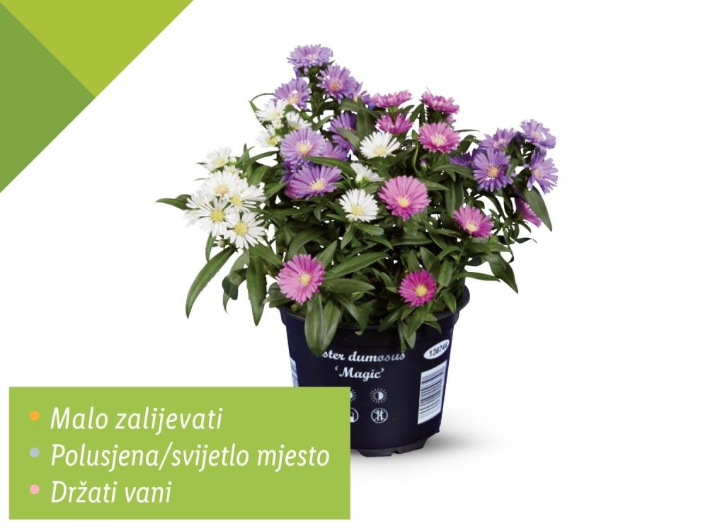 Zvjezdan TRIO Visina: cca 22 cm, Promjer: cca 13 cm Akcija u trgovini Lidl