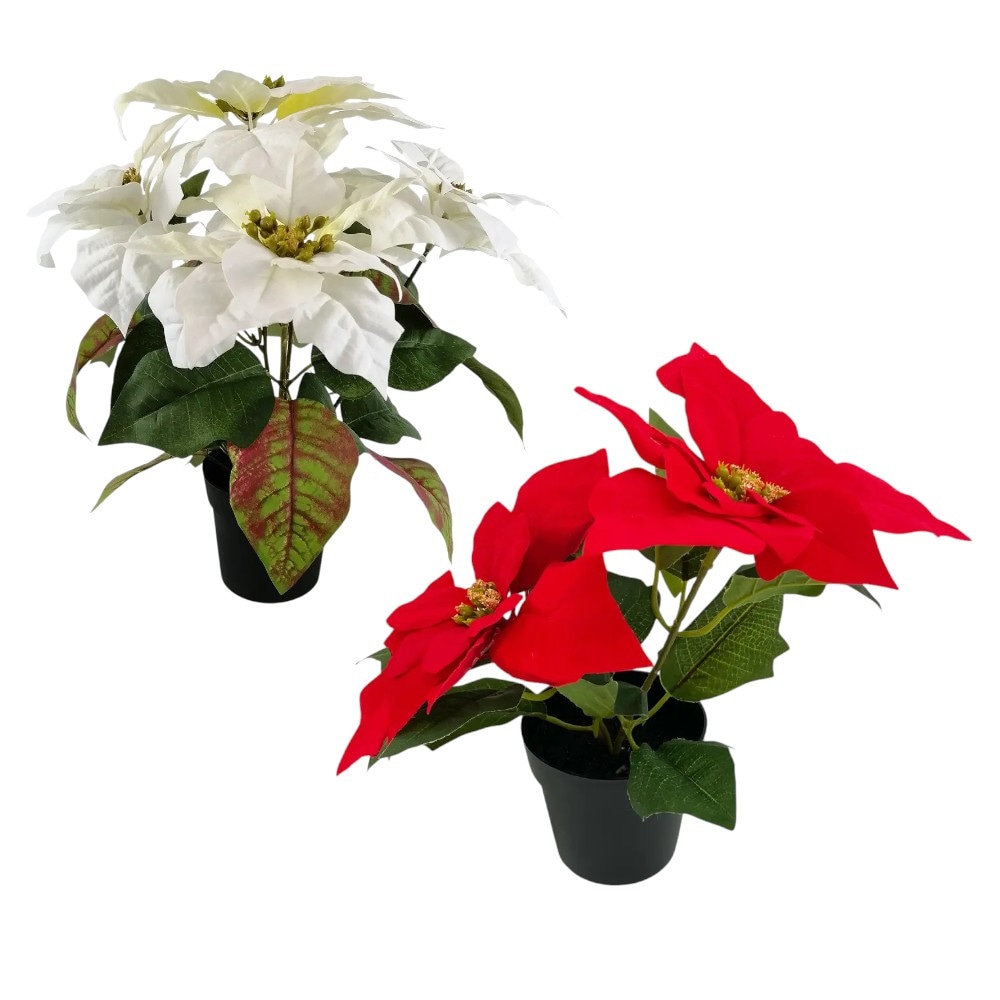 Božićna zvijezda u tegli Ø24 cm - Akcija u trgovini Pevex