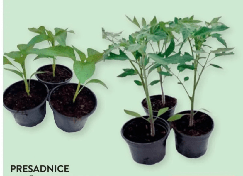 Presadnice rajčice ili paprike 1 kom - Akcija u trgovini Spar