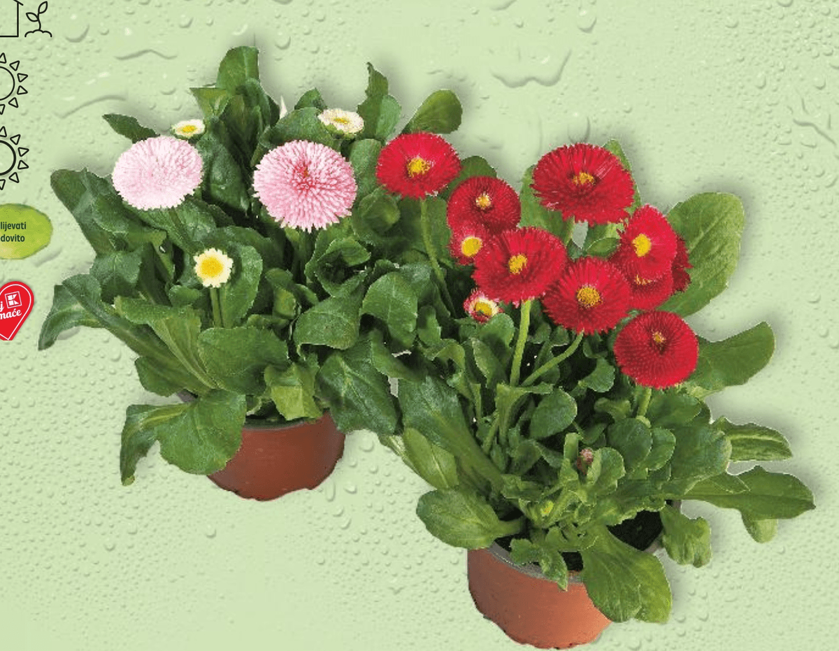 Tratinčica komad - Akcija u trgovini Kaufland