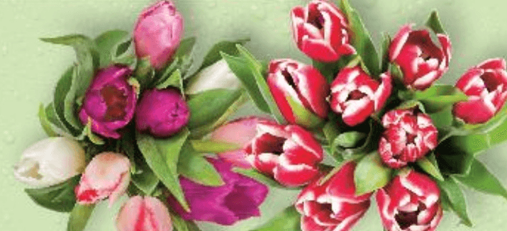 Tulipani mix ili dvobojni pakiranje od 9 komada - Akcija u trgovini Kaufland