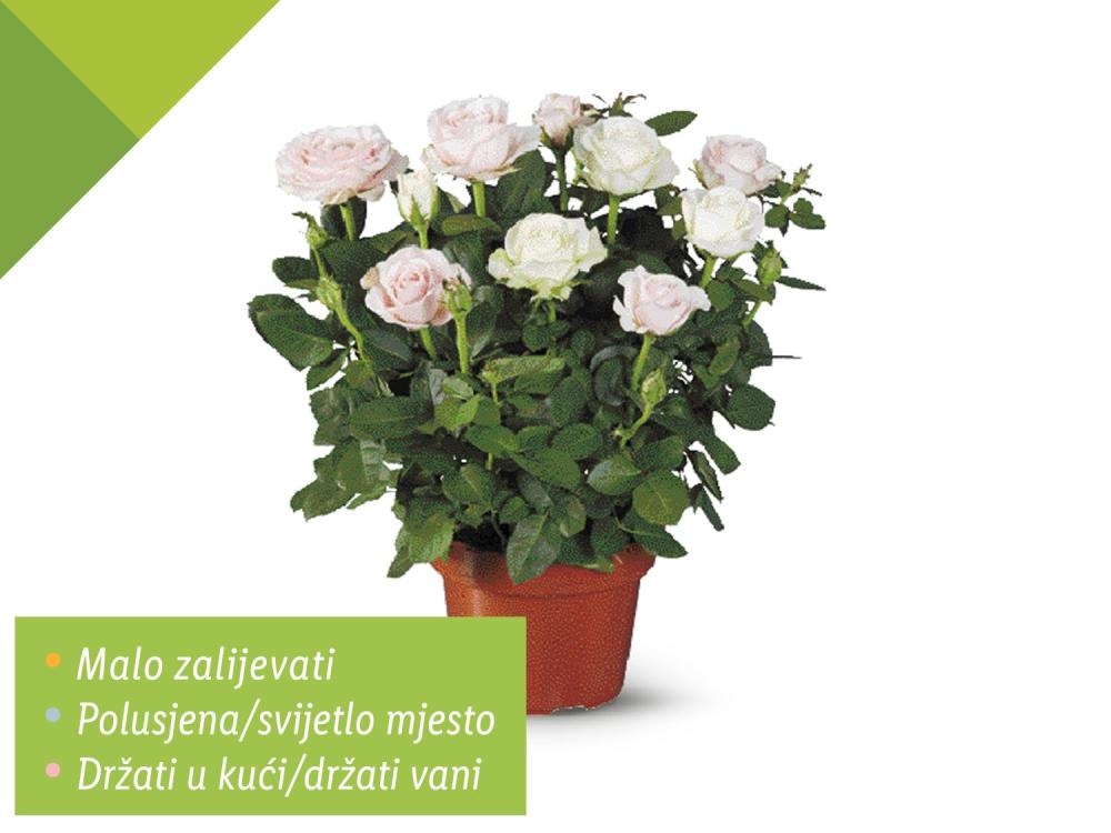 Ruža lončanica - Akcija u trgovini Lidl