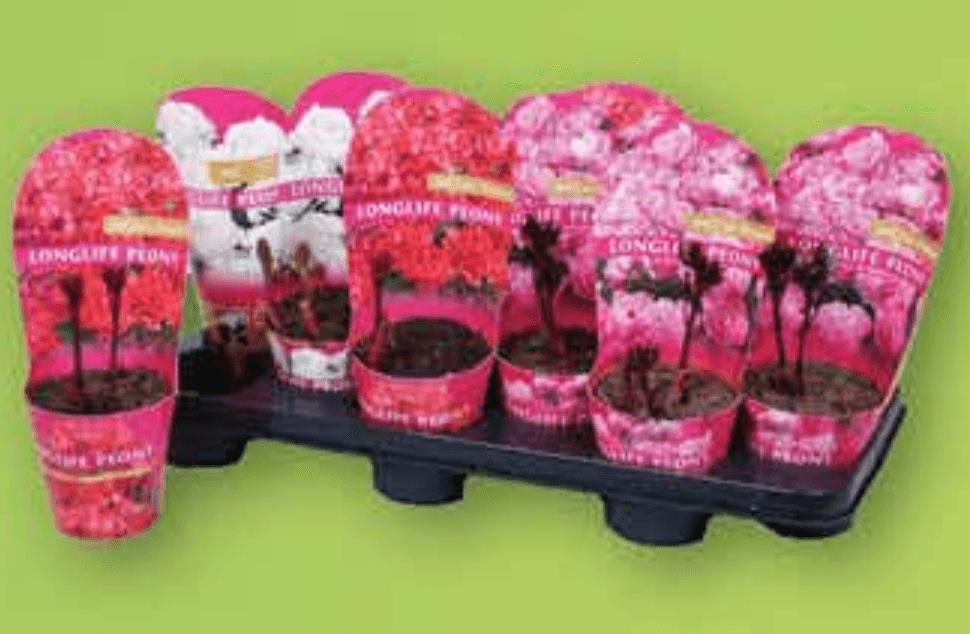 Božur Longlife - Akcija u trgovini Plodine