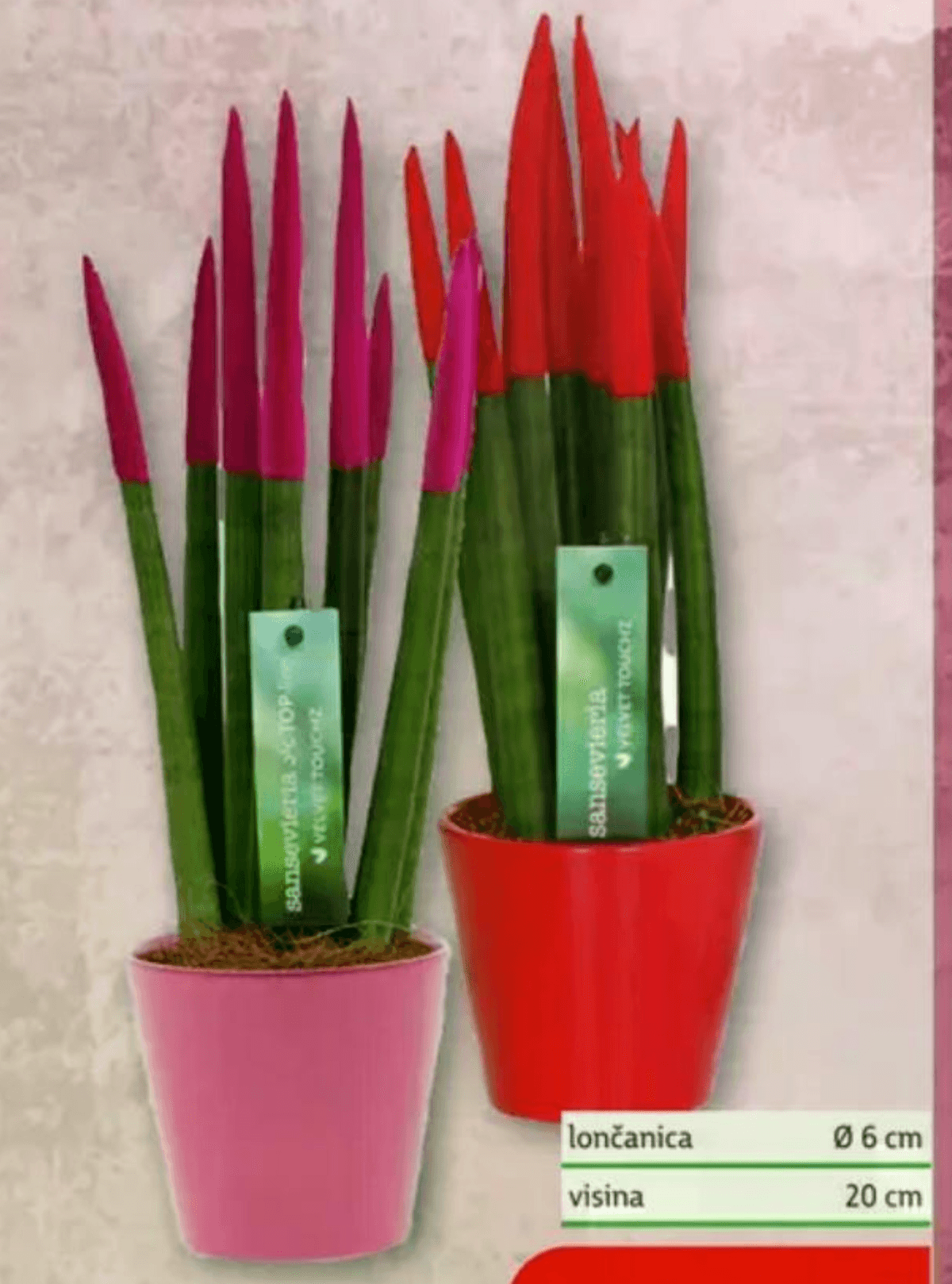 Sansevieria Velvet Sansevieria Velvet Touchz - Akcija u trgovini Plodine