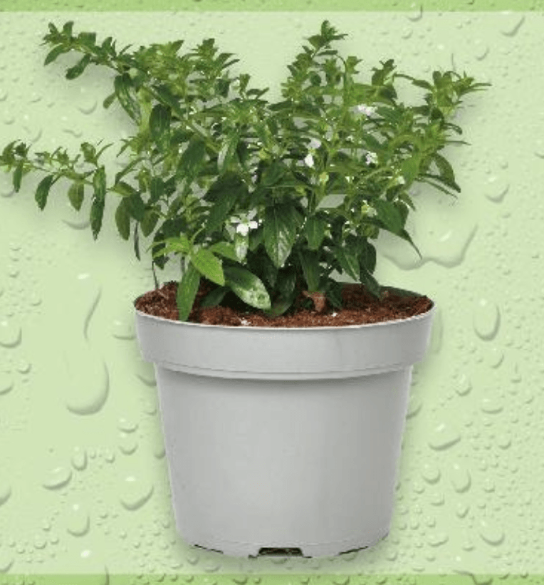 Japanska mirta 1 komad - Akcija u trgovini Kaufland