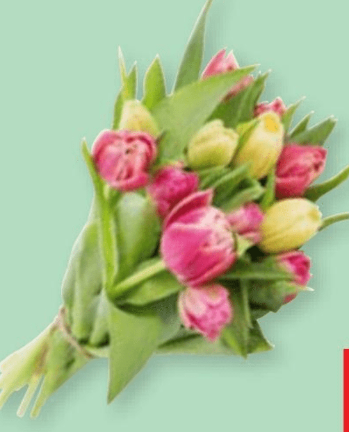 Buket tulipana S 7 komada - Akcija u trgovini Spar