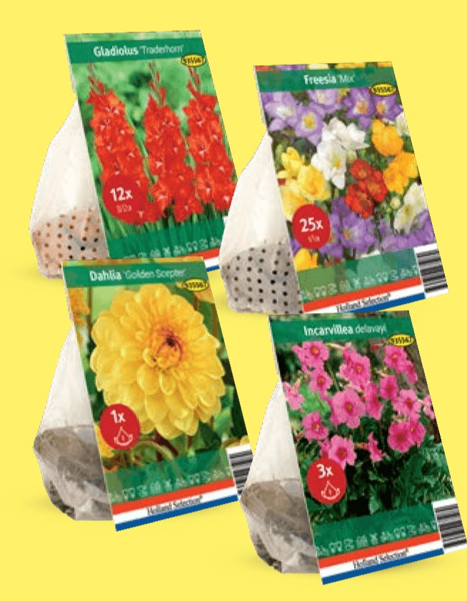 Lukovice Standard - Akcija u trgovini Lidl