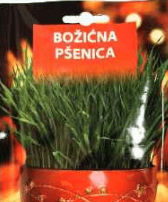 Pšenica božićna 50 g - Akcija u trgovini NTL