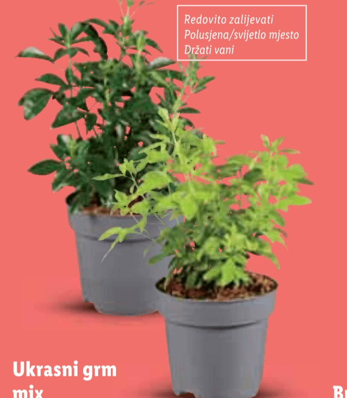 Ukrasni grm mix - Akcija u trgovini Lidl