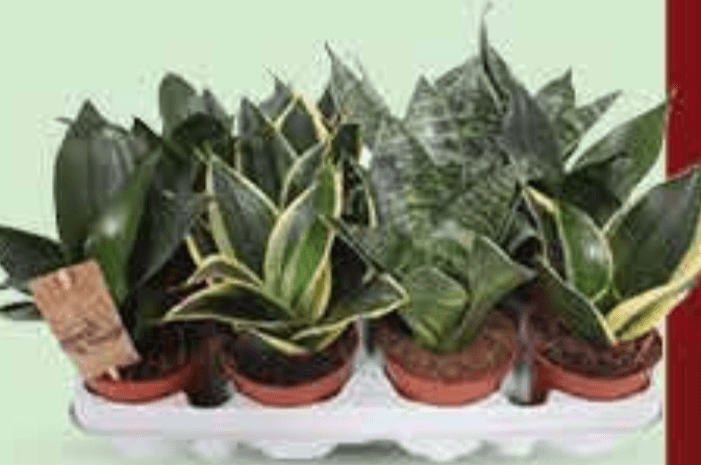 Sanseveria mix - Akcija u trgovini Plodine