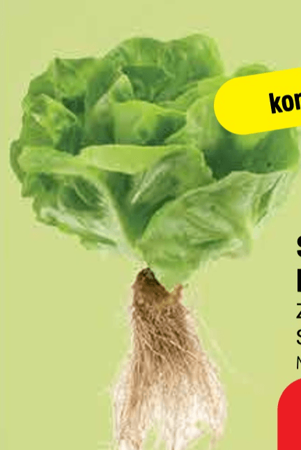 Salata s korijenom komad - Akcija u trgovini Plodine