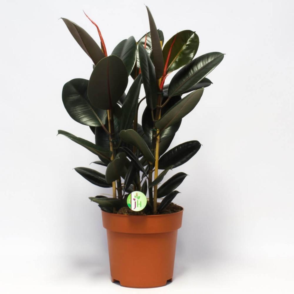 Fikus Elastica lončanica Ø 12 cm, visina 35 cm - Akcija u trgovini Plodine