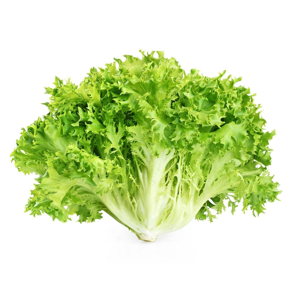 Salata endivija - Akcija u trgovini KTC