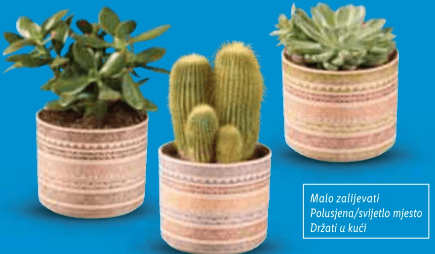 Kaktusi/Sukulenti - Akcija u trgovini Lidl
