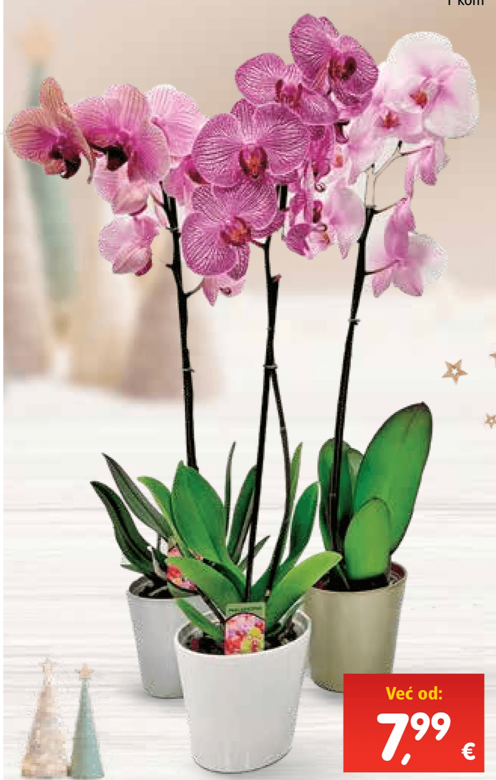 Orhideja 1 kom - Akcija u trgovini Interspar