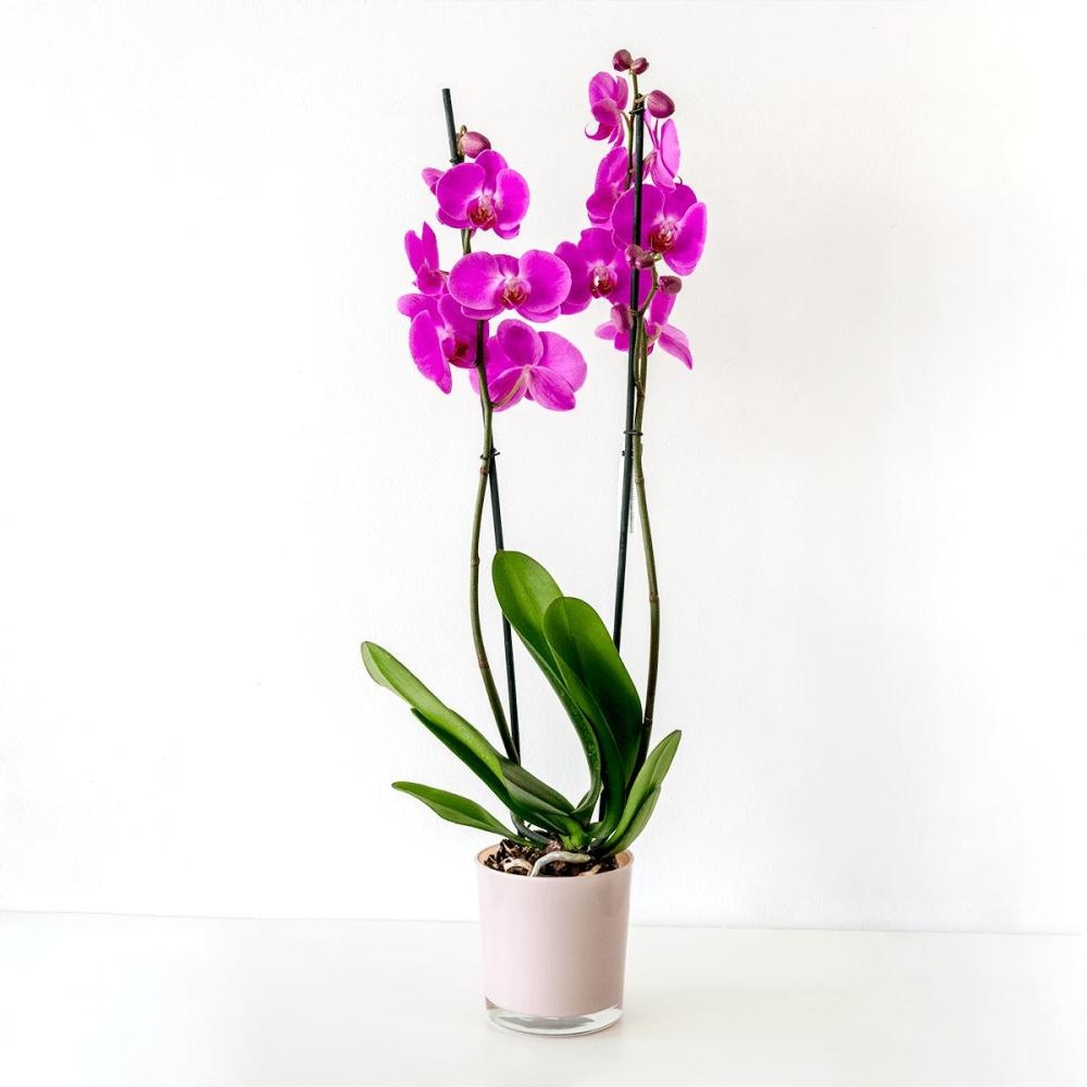 Orhideja - Akcija u trgovini Plodine