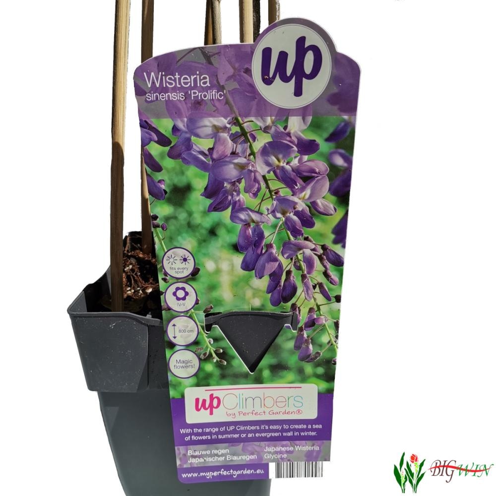 Wisteria sinensis/floribunda 200/250 cm - Akcija u trgovini Vinkoprom