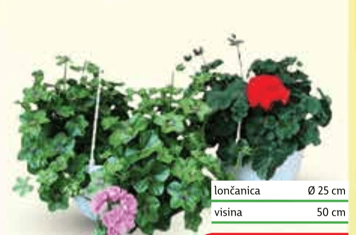 Viseće lončanice lončanica Ø 25 cm, visina 50 cm - Akcija u trgovini Plodine