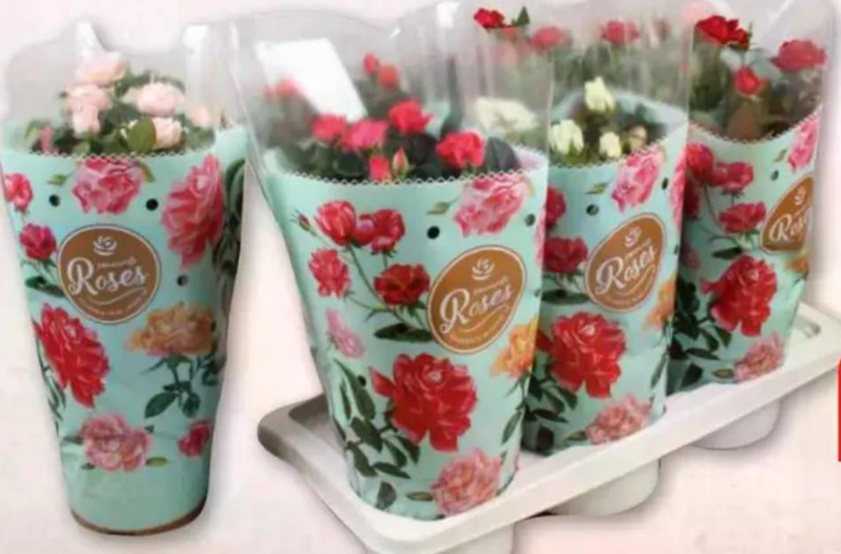 Ruža mix srce lončanica Ø 10,5 cm, visina 26 cm Roses - Akcija u trgovini Plodine