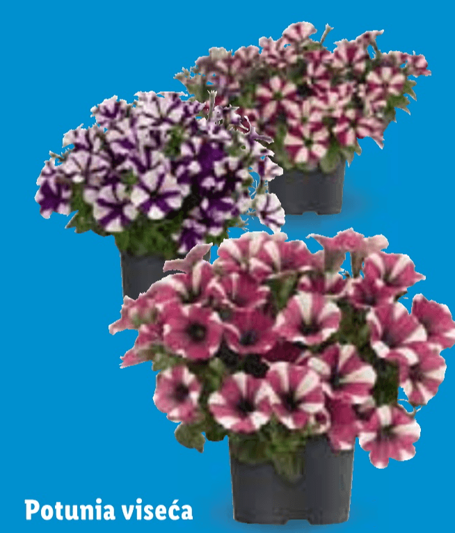 Potunia viseća - Akcija u trgovini Lidl