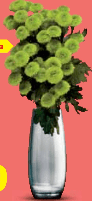 Buket krizantema Santini 5 krizantema - Akcija u trgovini Lidl