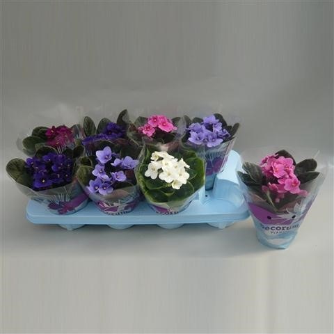 Ljubičica mix Ø 12 cm Voilà - Akcija u trgovini KTC