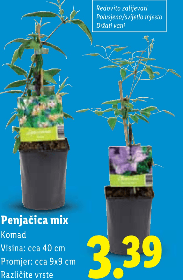 Penjačica mix - Akcija u trgovini Lidl