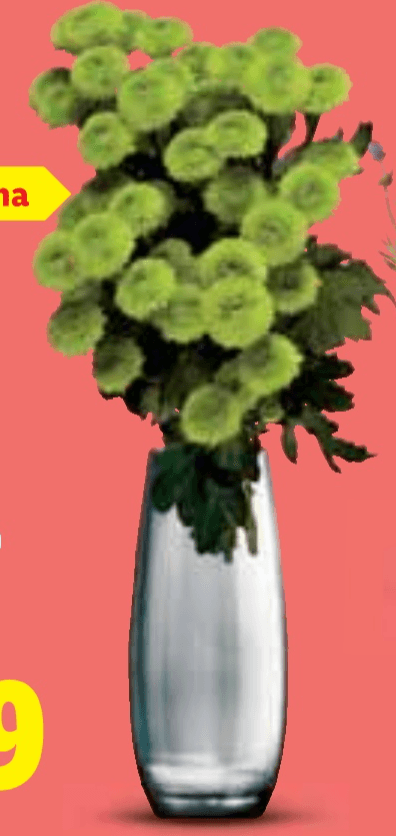 Buket krizantema Santini - Akcija u trgovini Lidl