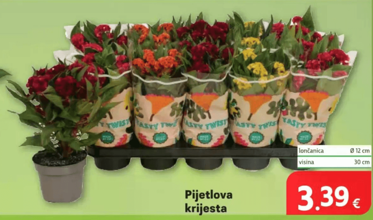 Pijetlova krijesta - Akcija u trgovini Plodine