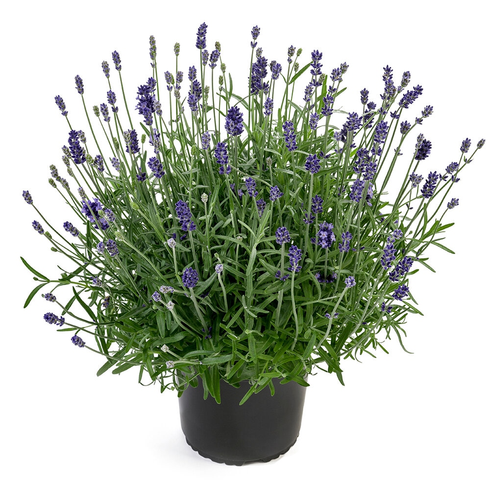Lavanda 'Hidcote' T13 - Akcija u trgovini Bauhaus