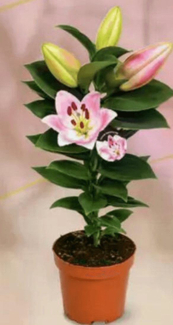 Ljiljan lončanica Ø 10 cm, visina 32 cm - Akcija u trgovini Plodine