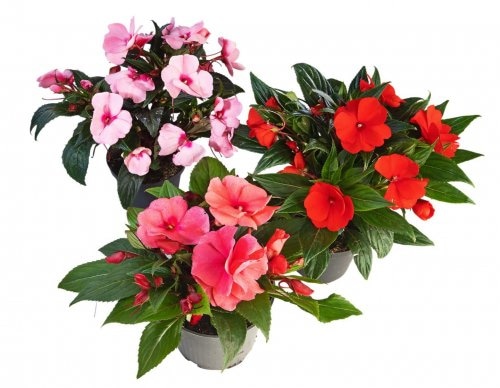 Vodenika Guinea u tegli promjera 12 cm komad - Akcija u trgovini Kaufland