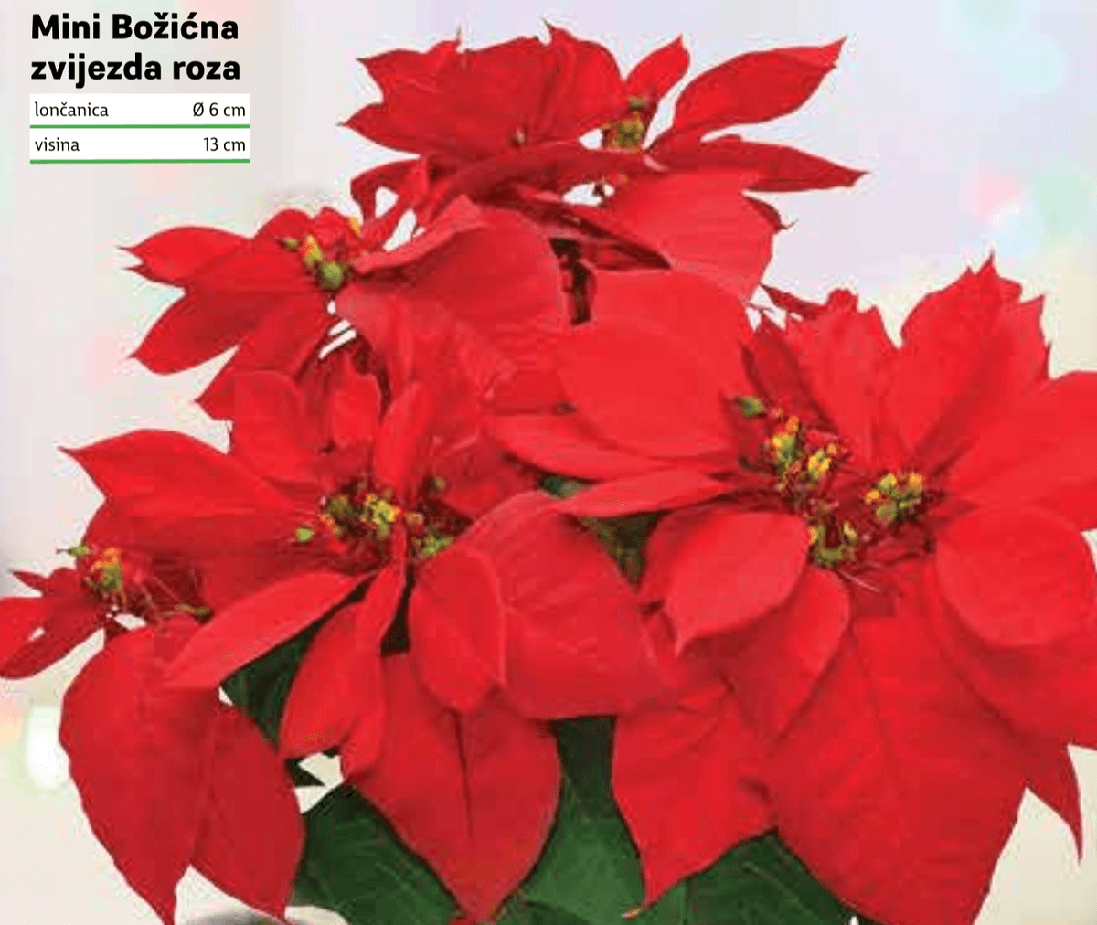 Mini Božićna zvijezda roza - Akcija u trgovini Plodine
