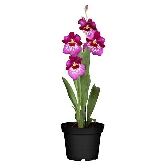 Orhideja lončanica Ø 12 cm, visina 60 cm G-STYLE - Akcija u trgovini Plodine