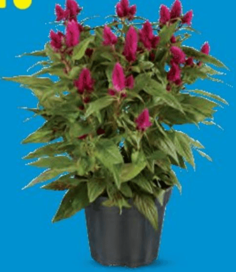 Pijetlova krijesta (Celosia) Komad - Akcija u trgovini Lidl