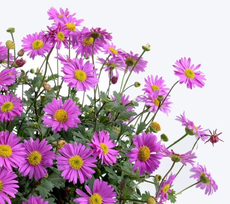 Brahikoma - Akcija u trgovini Bauhaus