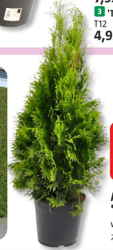 Tuja 'Smaragd' - Akcija u trgovini Bauhaus