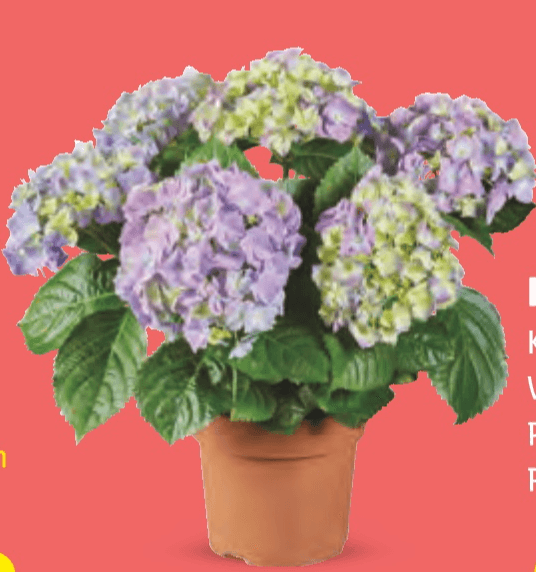 Hortenzija - Akcija u trgovini Lidl