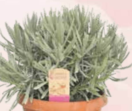 Lavandula angustifolia Ø 14 cm - Akcija u trgovini KTC