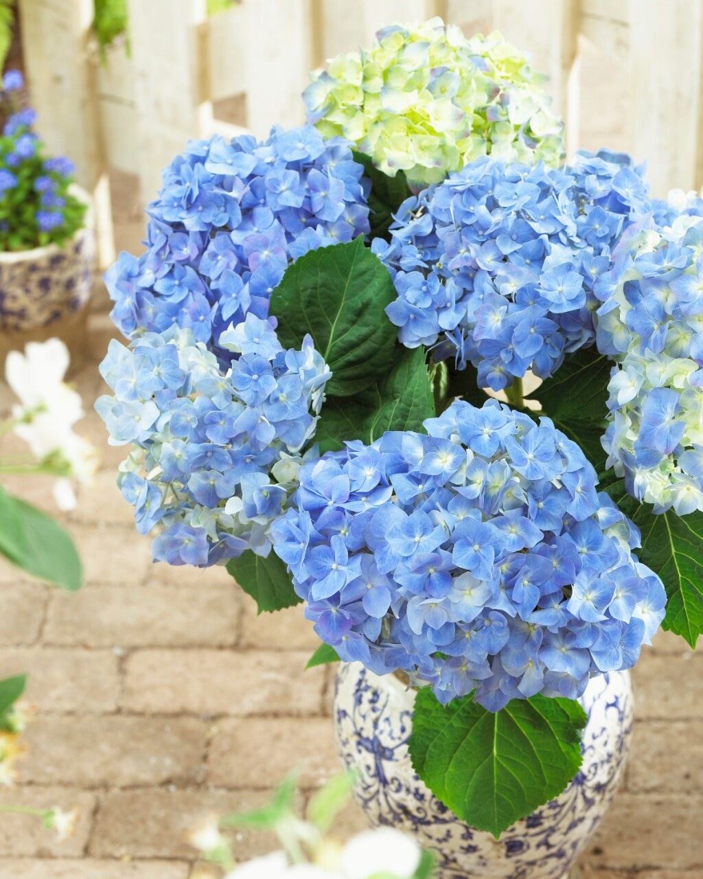 Hortenzija (Hydrangea macrophylla) T20 - Akcija u trgovini Bauhaus